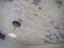 浴室天井のカビの写真